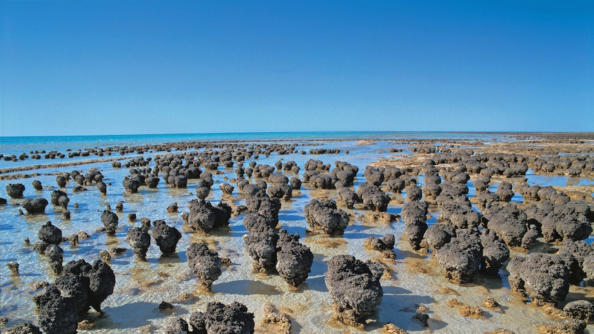 Stromatolites on edge of Shark Bay Western Australia
