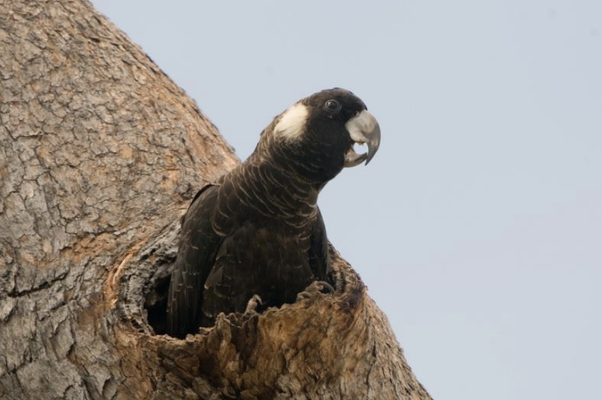 A Baudin’s cockatoo perched in a marri tree hollow