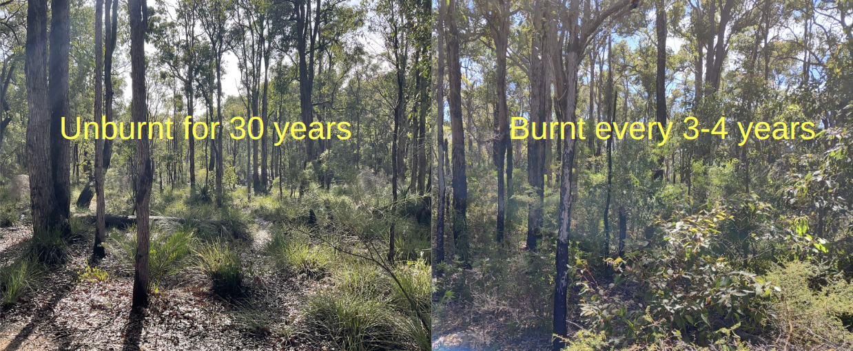 Side by side comparison of jarrah forest showing sparse understorey unburnt and profuse understorey after regular prescribed burns
